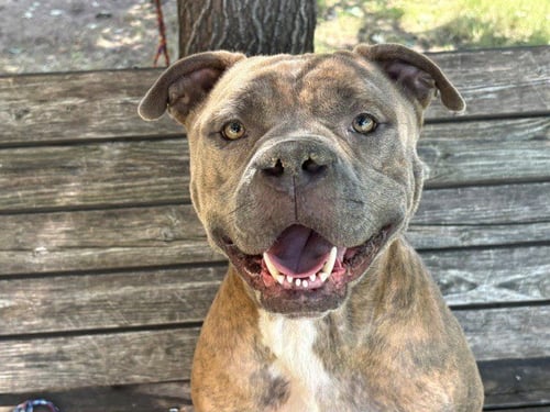 REEKO - Pit Bull Terrier available for adoption