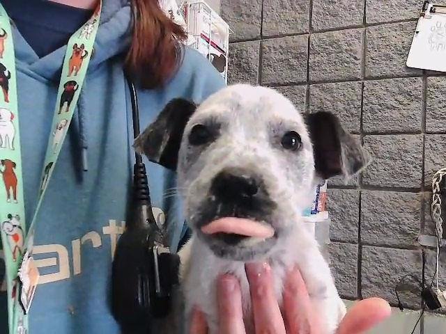 WOODY - Australian Cattle Dog/Blue Heeler available for adoption