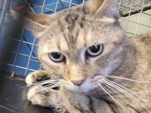 BOUJEE - American Shorthair available for adoption