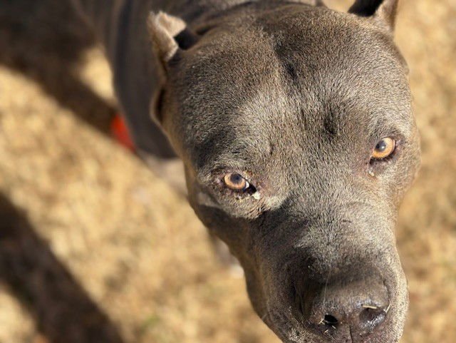 MASE - Pit Bull Terrier available for adoption