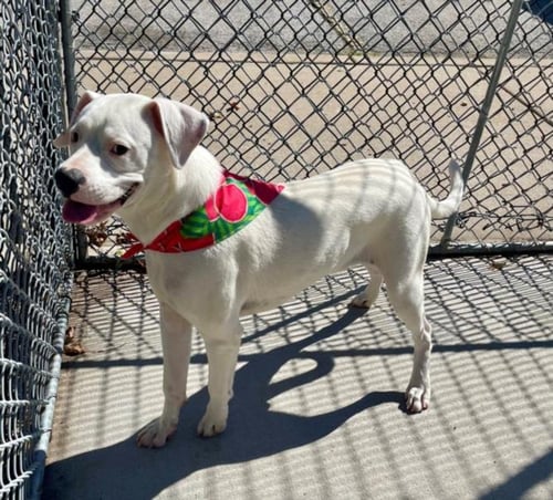 ARROW - Pit Bull Terrier available for adoption