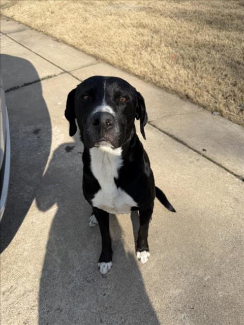SONIC - Labrador Retriever available for adoption