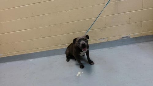 HAZEL - Pit Bull Terrier available for adoption