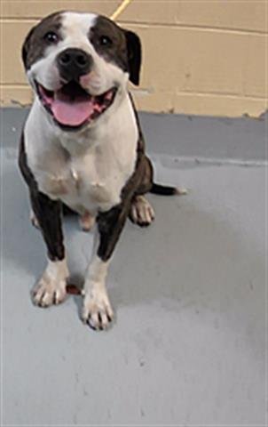 RICHI - Pit Bull Terrier available for adoption
