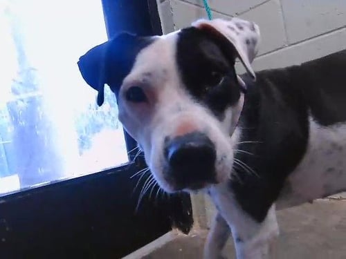 LOTTY JANE - Pit Bull Terrier available for adoption