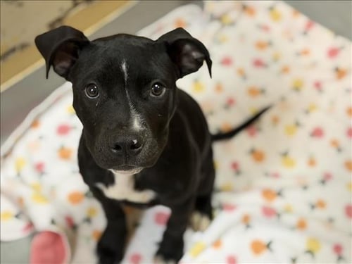 DERBY - Pit Bull Terrier available for adoption