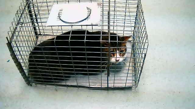 RAZZY - Domestic Short Hair available for adoption