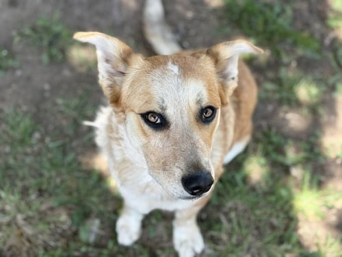BINGO - Australian Cattle Dog/Blue Heeler / Cardigan Welsh Corgi available for adoption