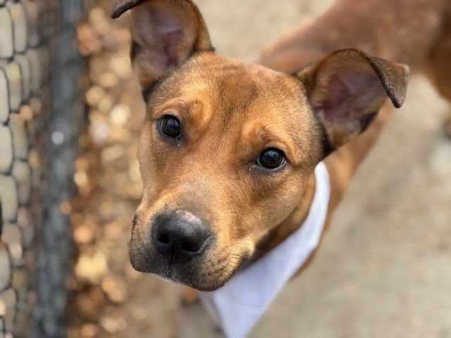 RALPH - Beagle available for adoption