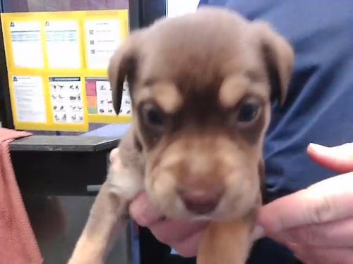 DAISEY - Labrador Retriever available for adoption