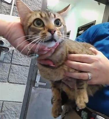 ADELAIDE - Domestic Short Hair available for adoption