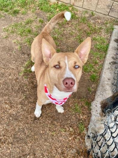 AUREUS - Husky / Labrador Retriever available for adoption