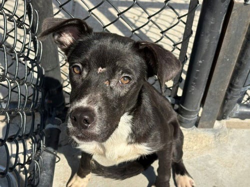 BLUE BELL - Pit Bull Terrier available for adoption