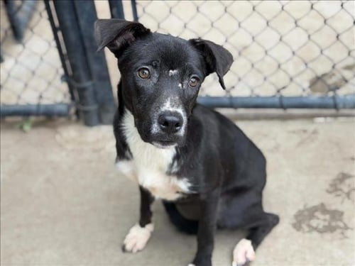 BLUE BELL - Pit Bull Terrier available for adoption