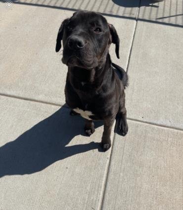 CHESSY - Cane Corso Mastiff available for adoption