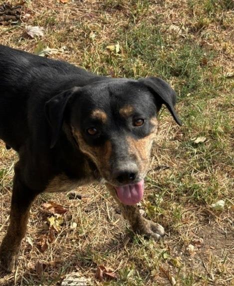 BIZZIE - Pit Bull Terrier available for adoption