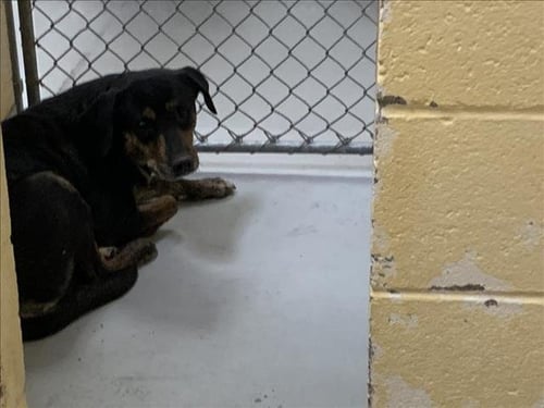 BIZZIE - Pit Bull Terrier available for adoption