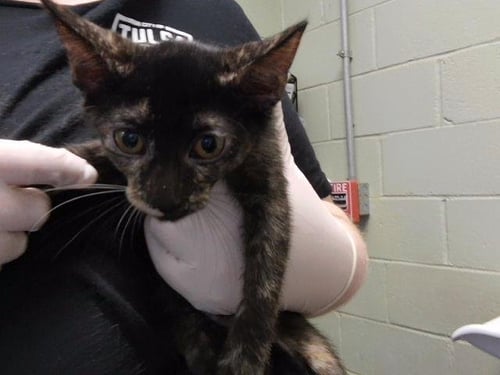 AMBER - Domestic Short Hair available for adoption