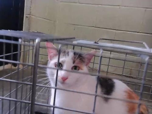 OPAL - Domestic Short Hair available for adoption