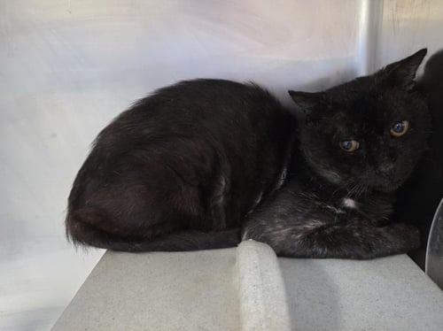 KUMA - Domestic Medium Hair available for adoption