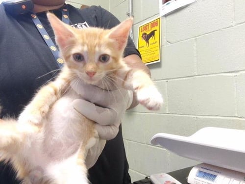 A184509 - Domestic Short Hair available for adoption