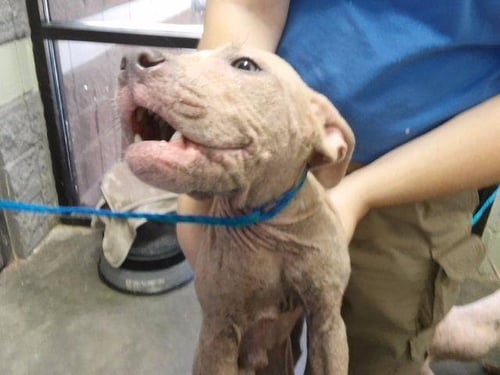 LARRY - Pit Bull Terrier available for adoption