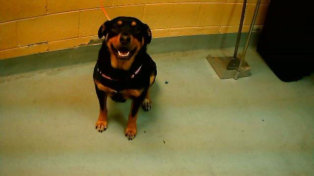 ATHENA - Rottweiler available for adoption