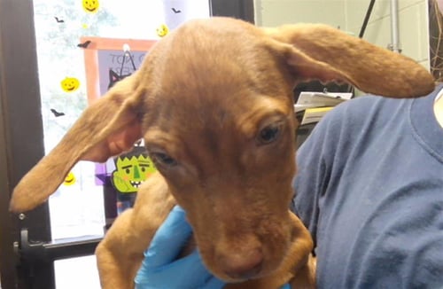ALLIE - Redbone Coonhound available for adoption