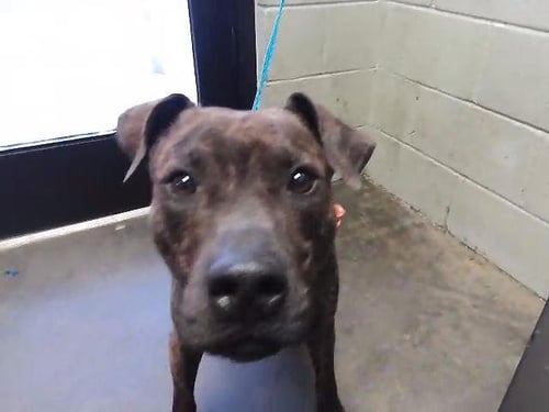 DEADPOOL - Pit Bull Terrier available for adoption