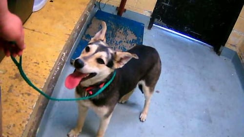 AMELIA - German Shepherd Dog / Husky available for adoption