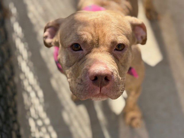 SHEILA - American Bulldog available for adoption