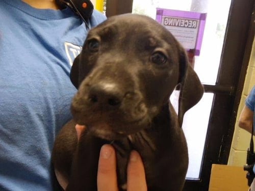 RAFT - Pit Bull Terrier available for adoption