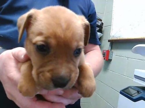 CEDAR - Labrador Retriever available for adoption