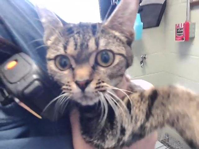 CROUTON - Domestic Short Hair available for adoption