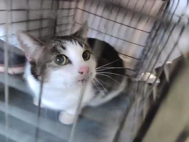 TOOT - Domestic Short Hair available for adoption