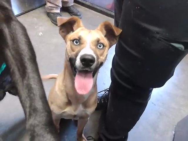 TESSI - Basenji available for adoption