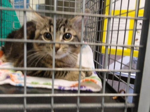 SAFFRON - Domestic Short Hair available for adoption