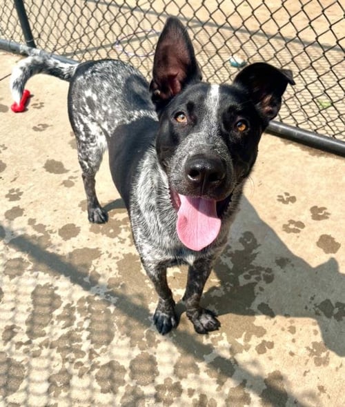 MAVERICK - Australian Cattle Dog/Blue Heeler available for adoption