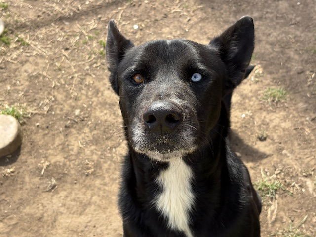 SHADOW - Husky / Pit Bull Terrier available for adoption