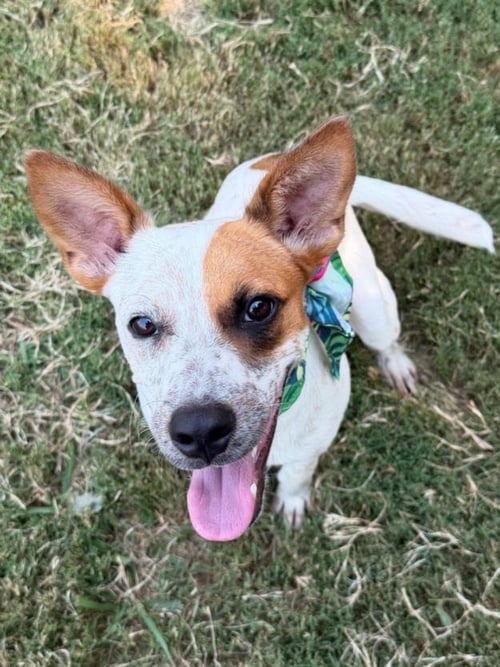 ALVIN - Australian Cattle Dog/Blue Heeler available for adoption