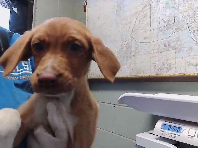 SHILOH - Labrador Retriever available for adoption