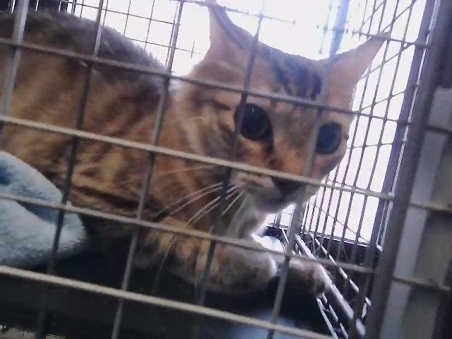 ALEXIS - Domestic Short Hair available for adoption