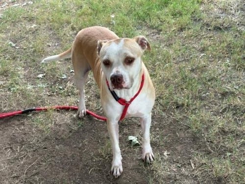 MARLEY - Labrador Retriever available for adoption