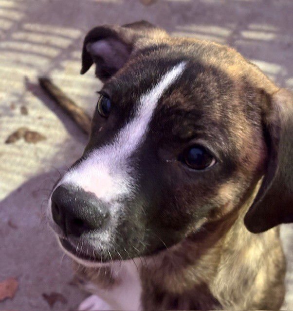 TIGER - Pit Bull Terrier available for adoption