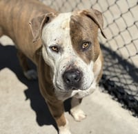 DIESEL - Photo 1