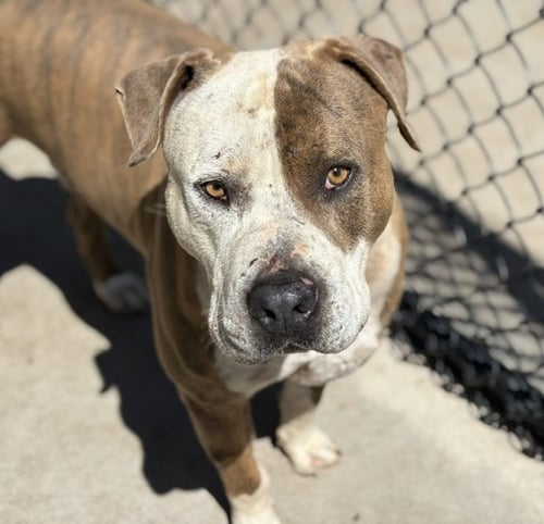 DIESEL - Pit Bull Terrier available for adoption