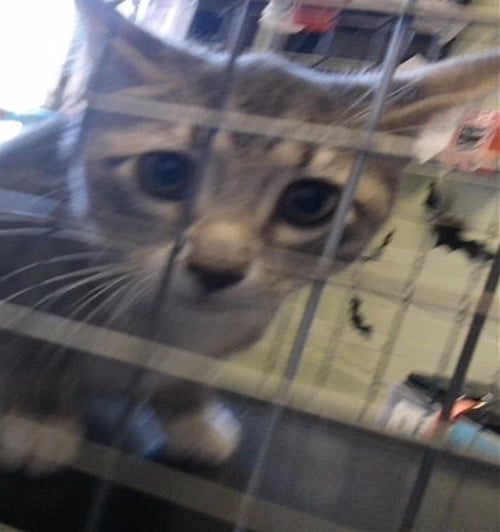 ARNOLD - Domestic Short Hair available for adoption