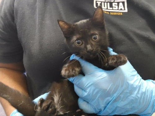 INK JET - Domestic Short Hair available for adoption