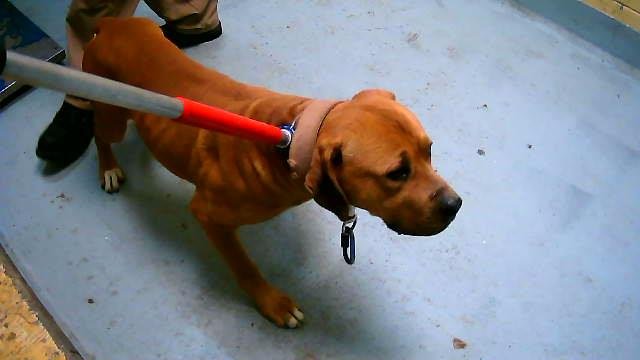 SCOOBY - Pit Bull Terrier available for adoption