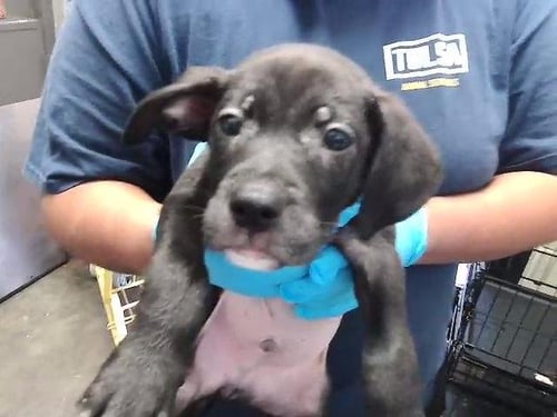 CHARMANDER - Pit Bull Terrier available for adoption